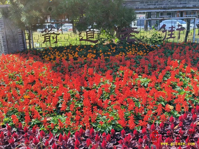 【同林摄影】台儿庄箭道老街花儿美