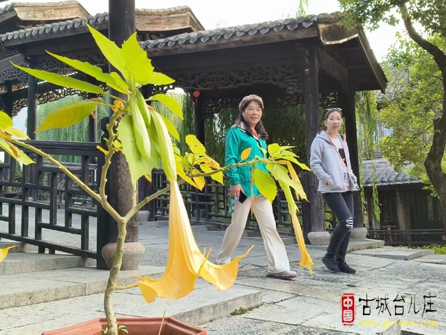 【同林摄影】台儿庄古城曼陀罗花儿开